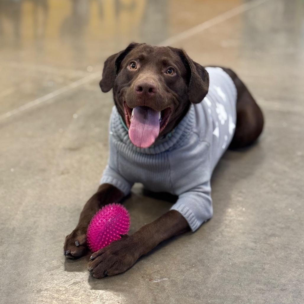 Channing, Adoptable, Adult Male Chocolate Labrador Retriever.