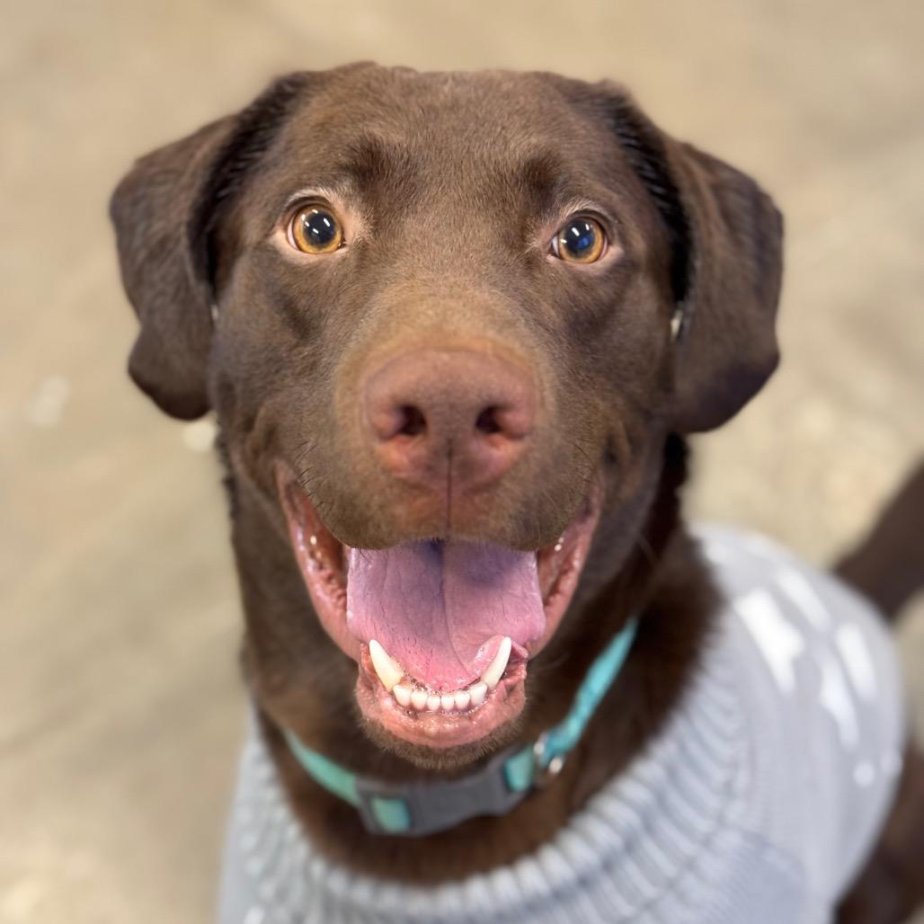Channing, a Adoptable Chocolate Labrador Retriever in Mankato, MN image 2/4