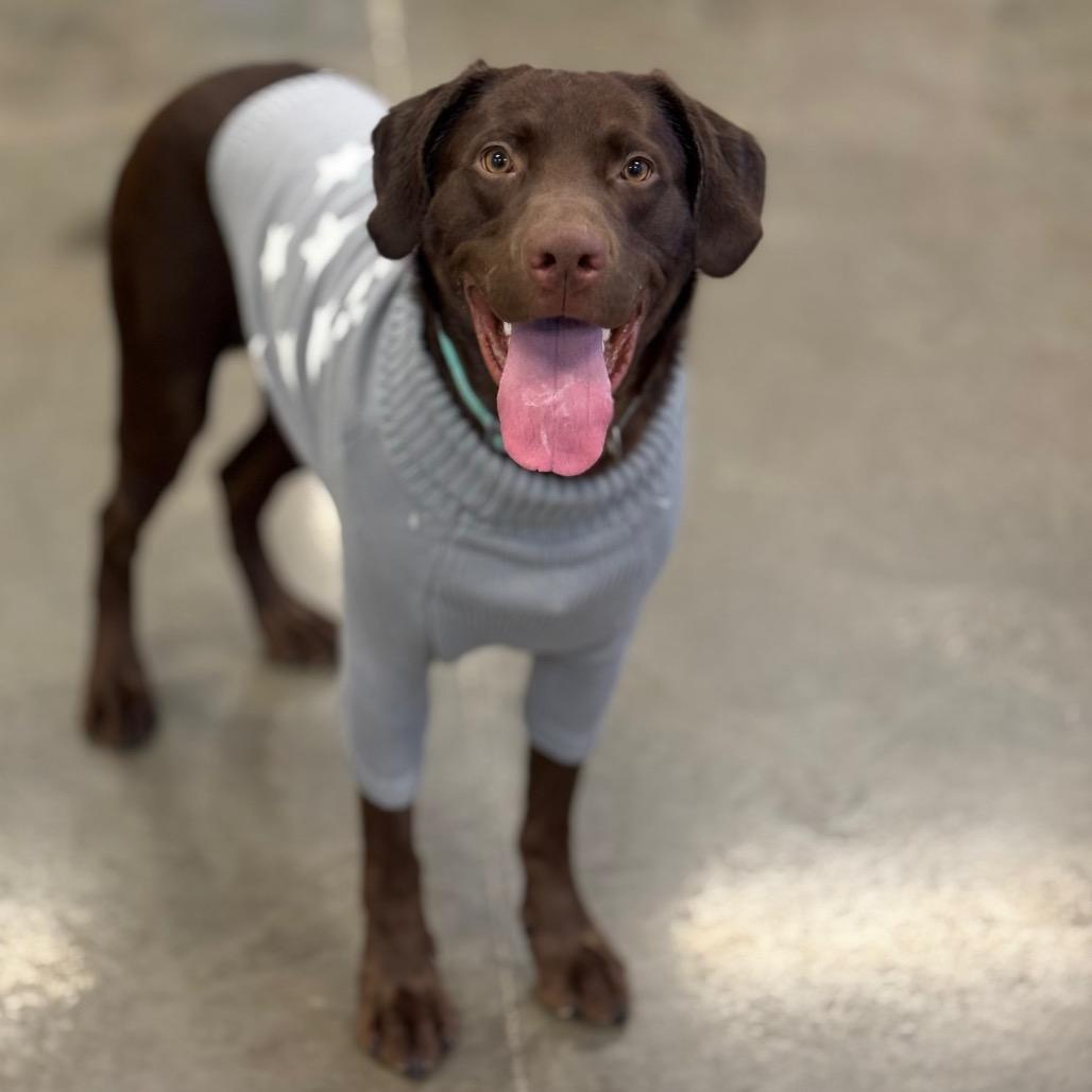 Channing, a Adoptable Chocolate Labrador Retriever in Mankato, MN image 3/4