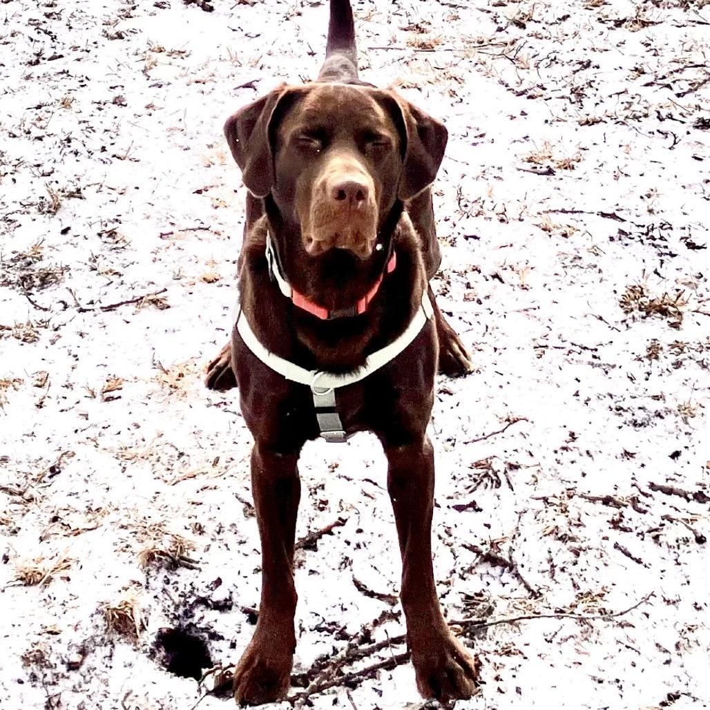 Enlarge Channing, a Adoptable Chocolate Labrador Retriever in Mankato, MN image 5/6