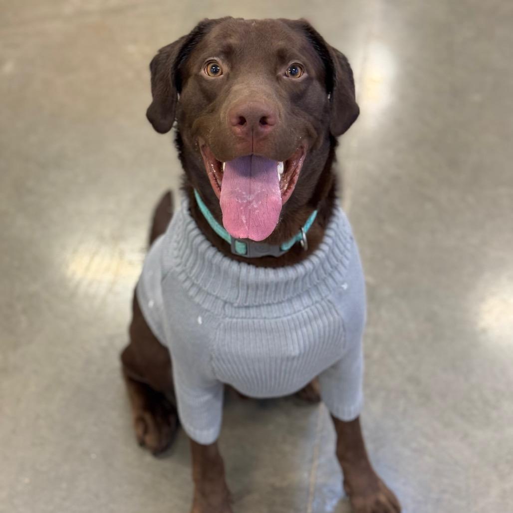 Channing, a Adoptable Chocolate Labrador Retriever in Mankato, MN image 4/4