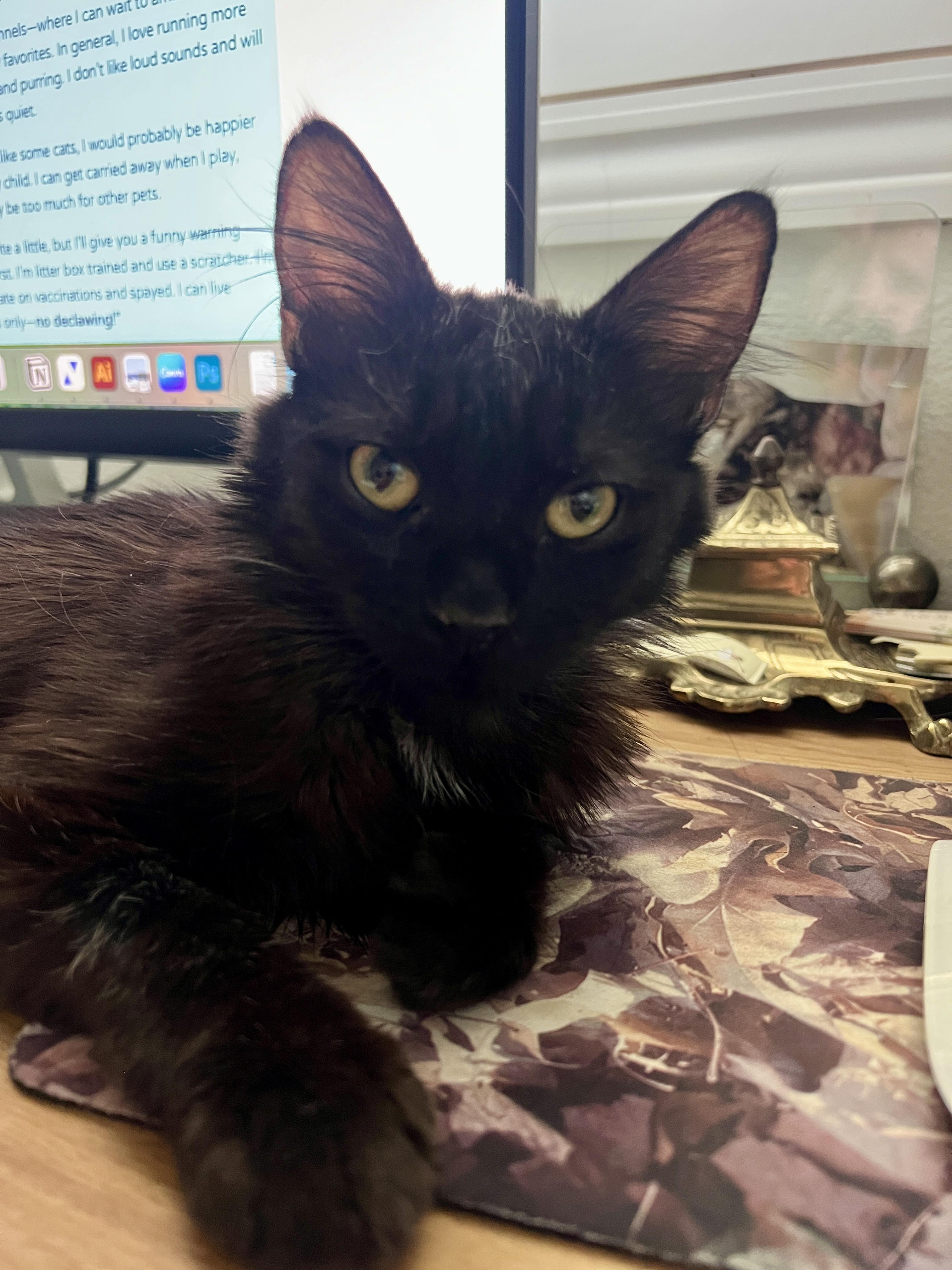 Enlarge Biscuit, a Adoptable Domestic Medium Hair in Indio, CA image 1/3