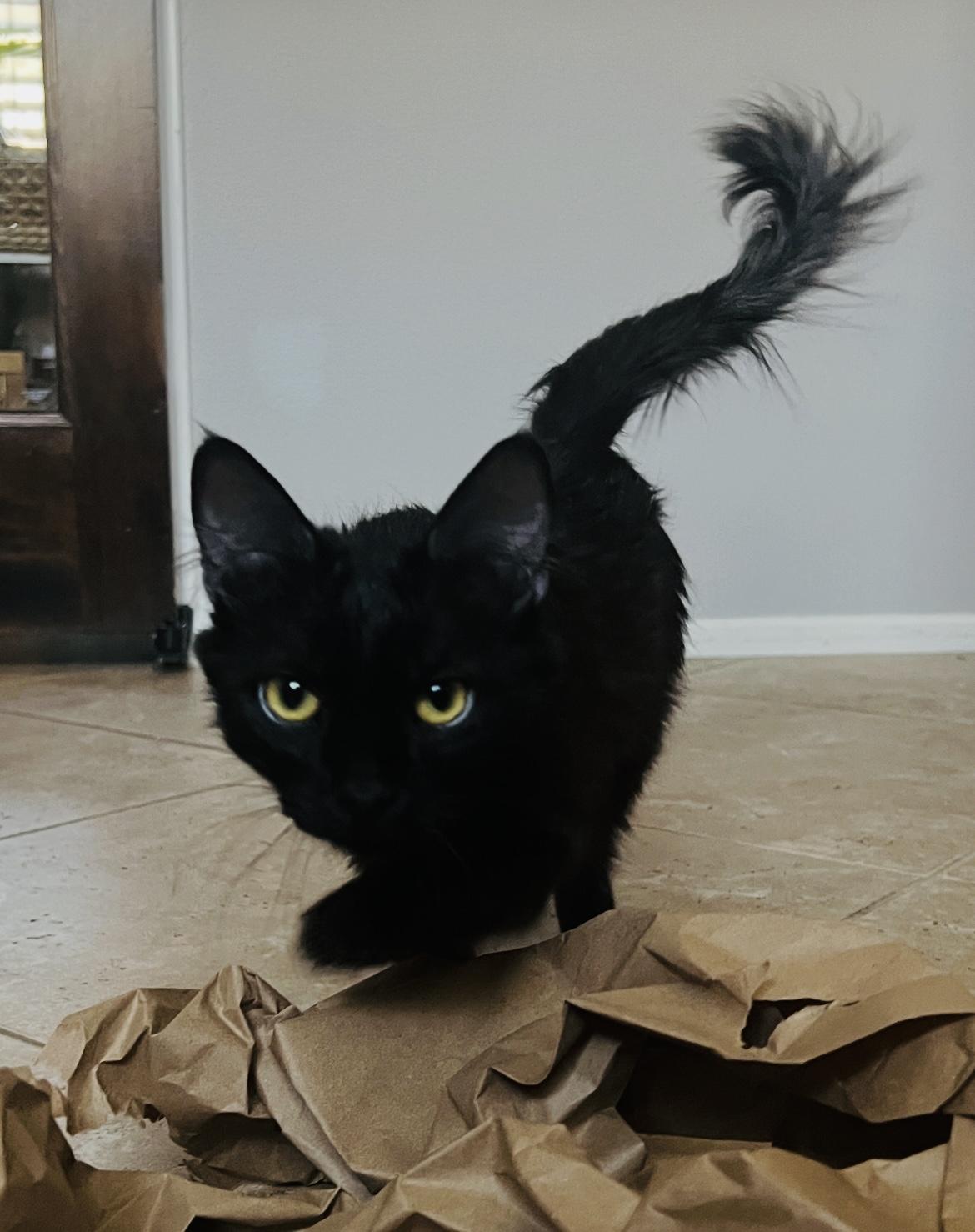 Enlarge Biscuit, a Adoptable Domestic Medium Hair in Indio, CA image 2/3