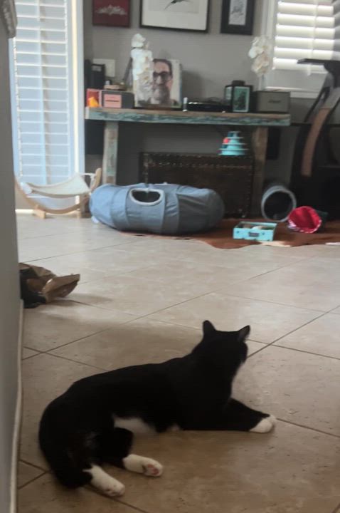 Enlarge Biscuit, a Adoptable Domestic Medium Hair in Indio, CA video 3/3