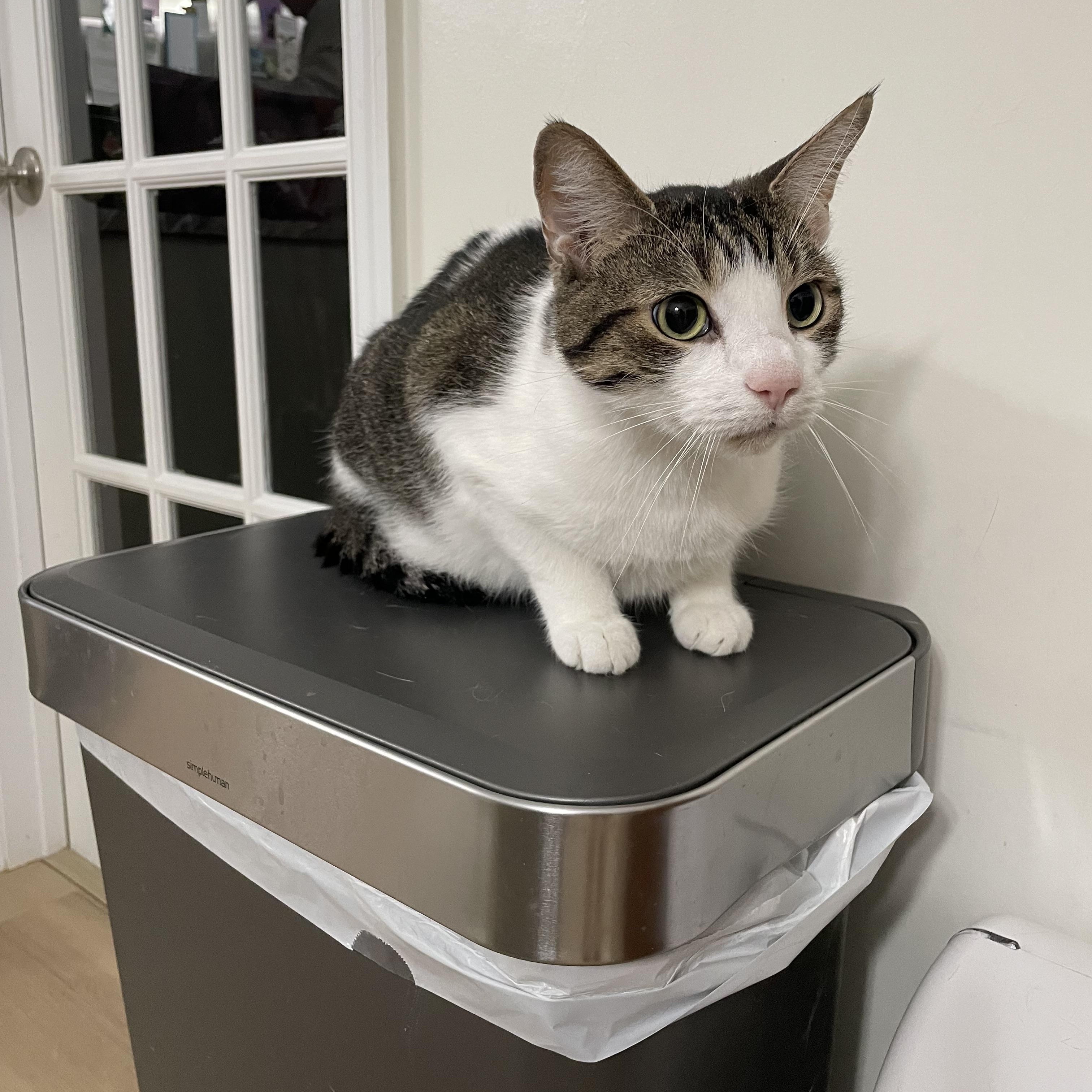 Cam, ADOPTABLE, Adult Male Domestic Short Hair.