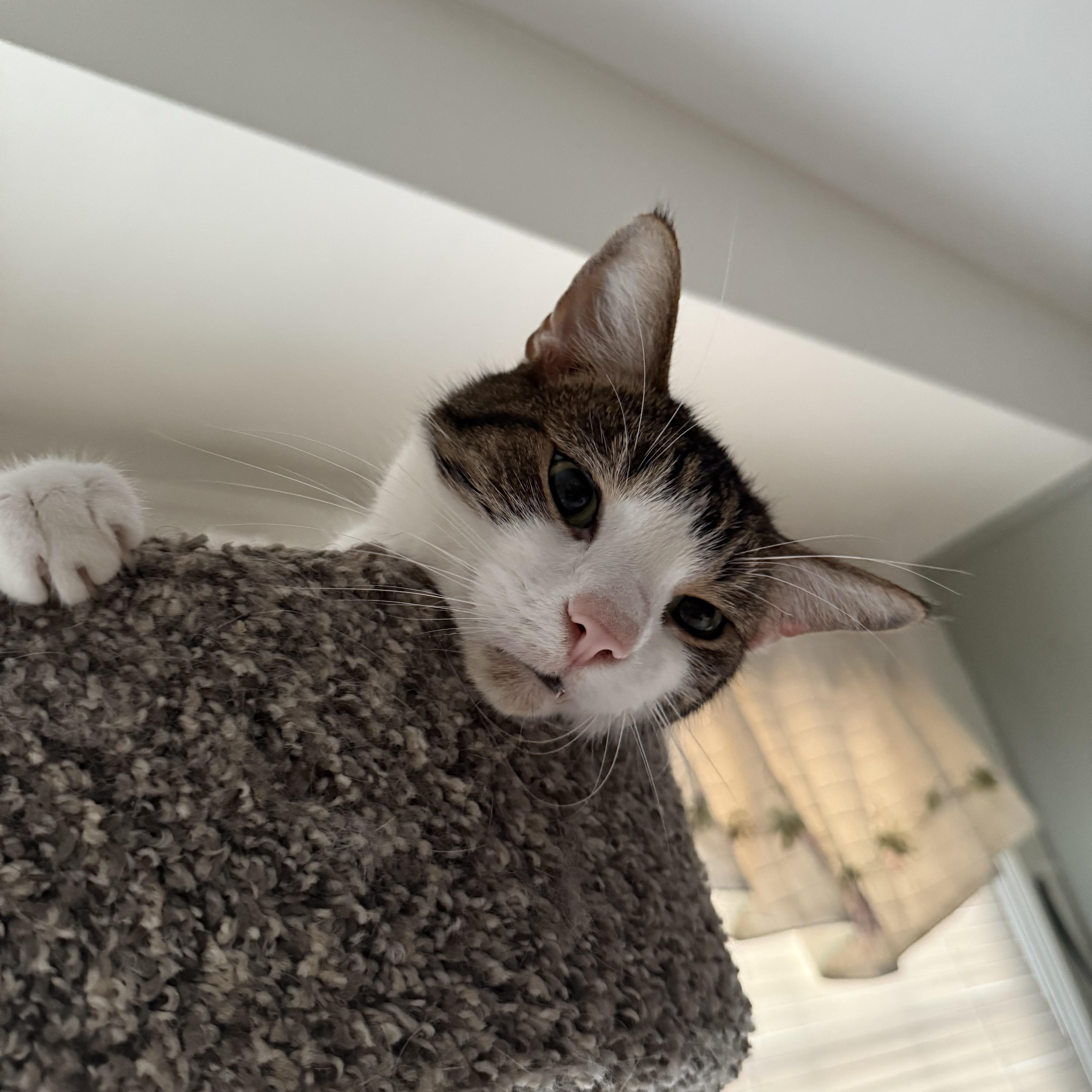 Enlarge Cam, a ADOPTABLE Domestic Short Hair in Roanoke, VA image 3/3