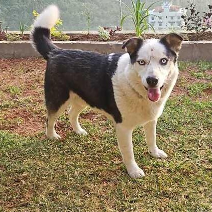 Enlarge Mr. Happy Wolfie, an adopted mixed breed in Vancouver, BC image 5/6