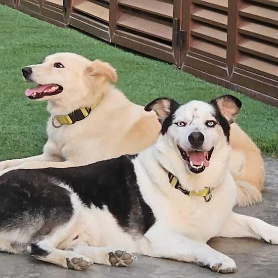 Enlarge Mr. Happy Wolfie, an adopted mixed breed in Vancouver, BC image 2/6