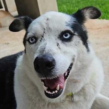 Enlarge Mr. Happy Wolfie, an adopted mixed breed in Vancouver, BC image 3/6