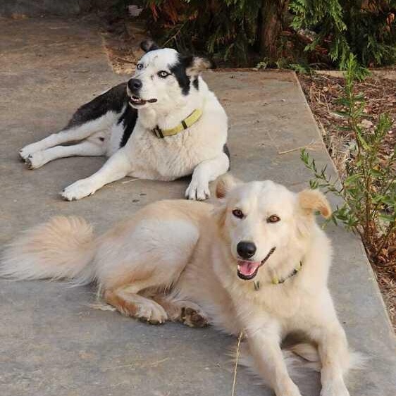 Enlarge Mr. Happy Wolfie, an adopted mixed breed in Vancouver, BC image 4/6