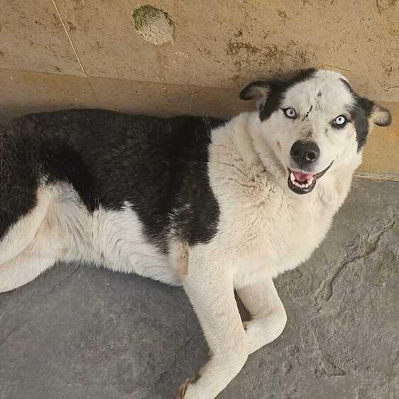 Enlarge Mr. Happy Wolfie, an adopted mixed breed in Vancouver, BC image 6/6