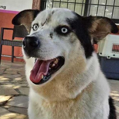 Enlarge Mr. Happy Wolfie, an adopted mixed breed in Vancouver, BC image 1/6