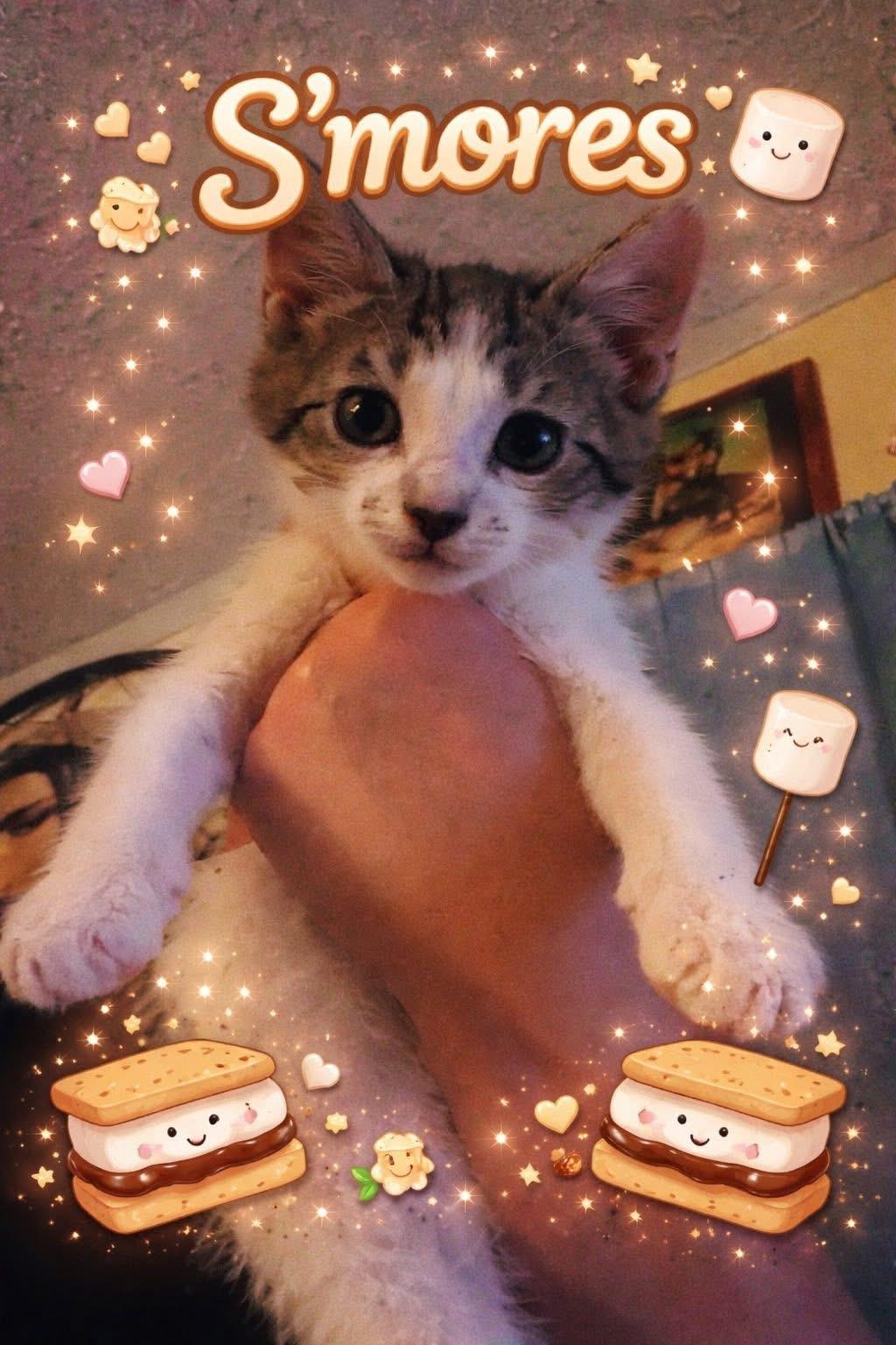 S’mores, Adoptable, Kitten Male Domestic Short Hair.