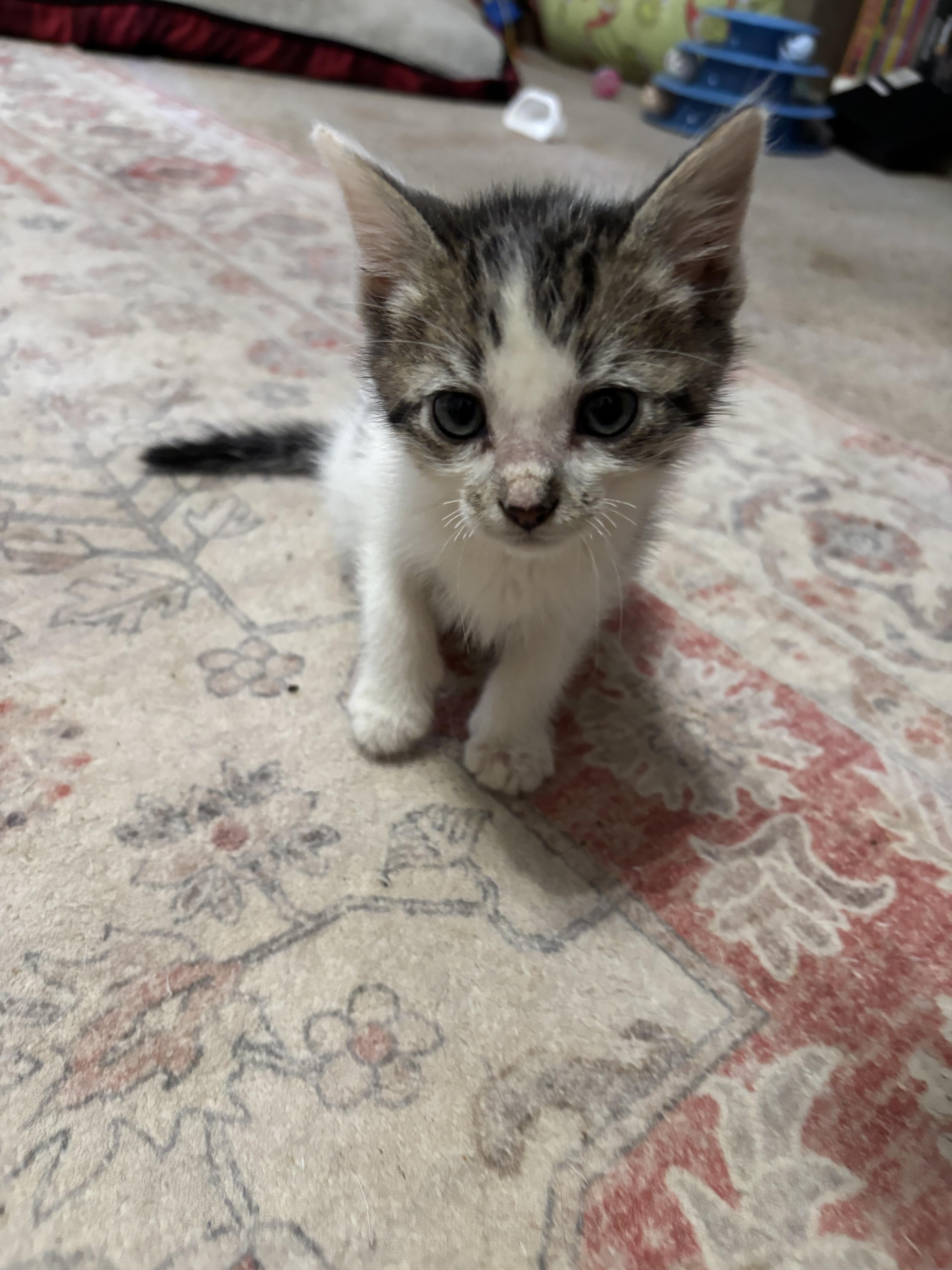 Enlarge S’mores, a Adoptable Domestic Short Hair in Randolph, AL image 2/3