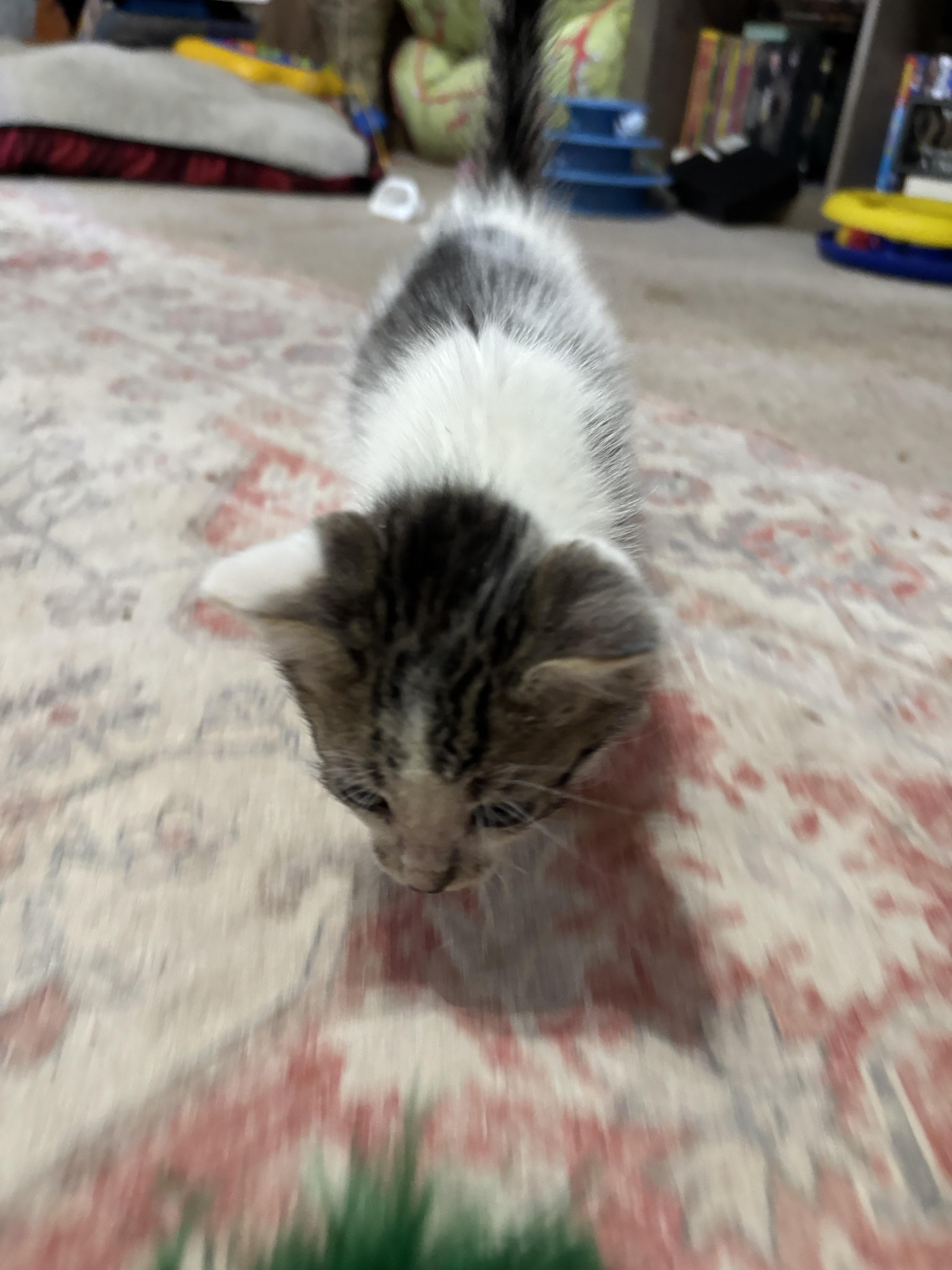 Enlarge S’mores, a Adoptable Domestic Short Hair in Randolph, AL image 3/3