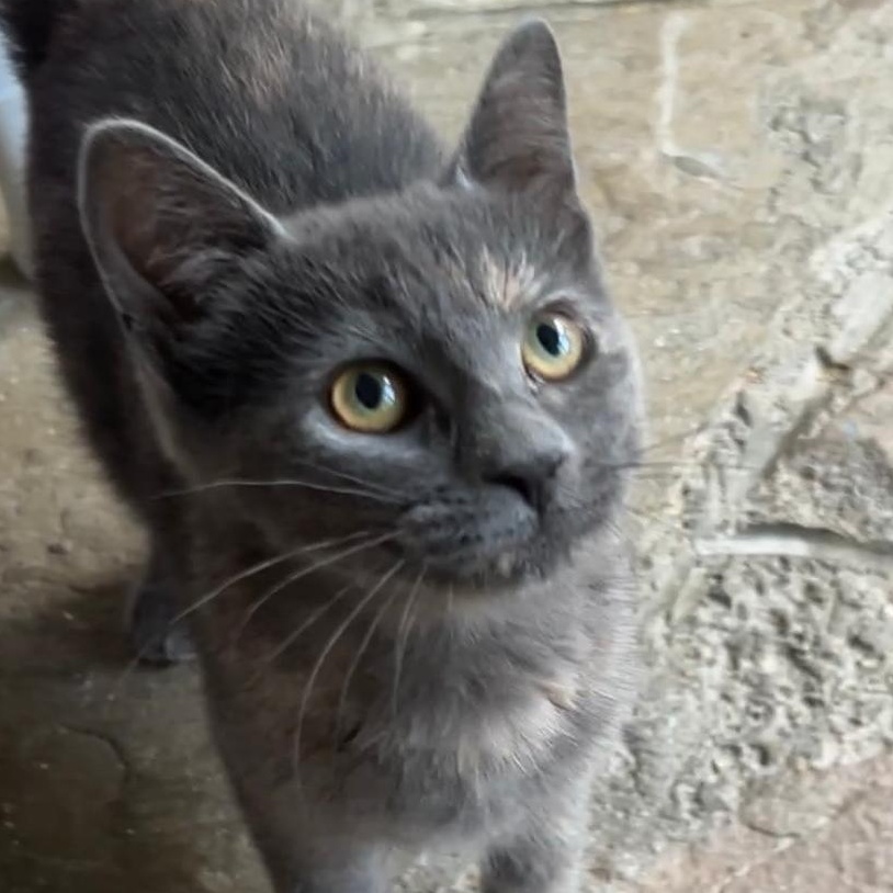Potato Bug, a ADOPTABLE Domestic Short Hair in Cambridge, ON image 1/2