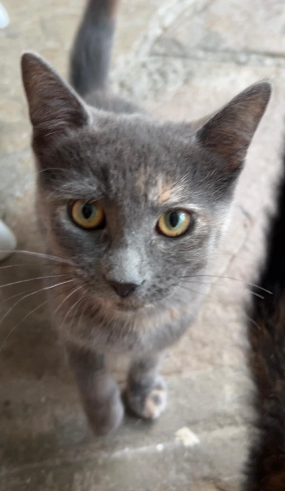 Potato Bug, a ADOPTABLE Domestic Short Hair in Cambridge, ON image 2/2