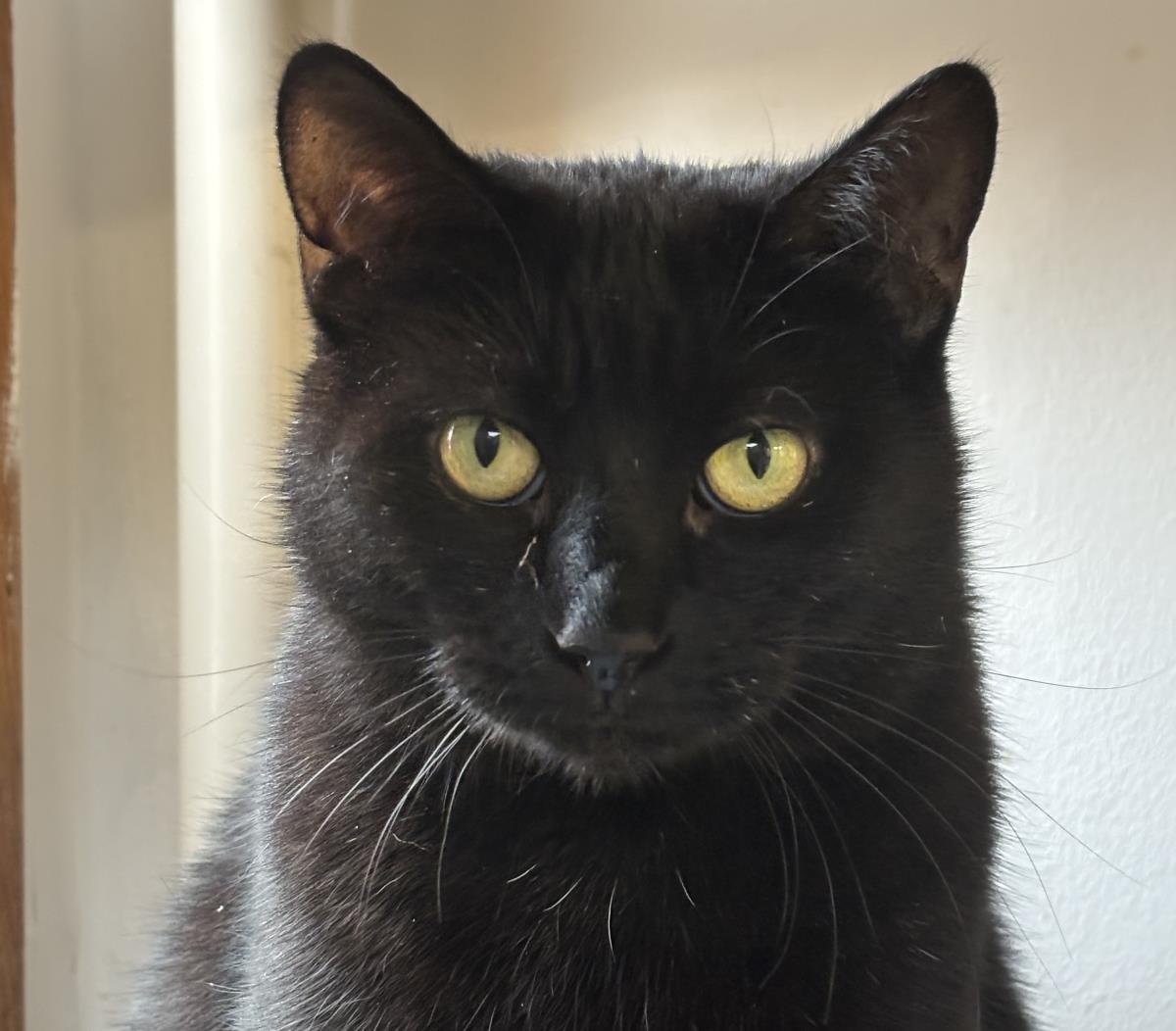 Zena, Adoptable, Adult Female Domestic Short Hair.
