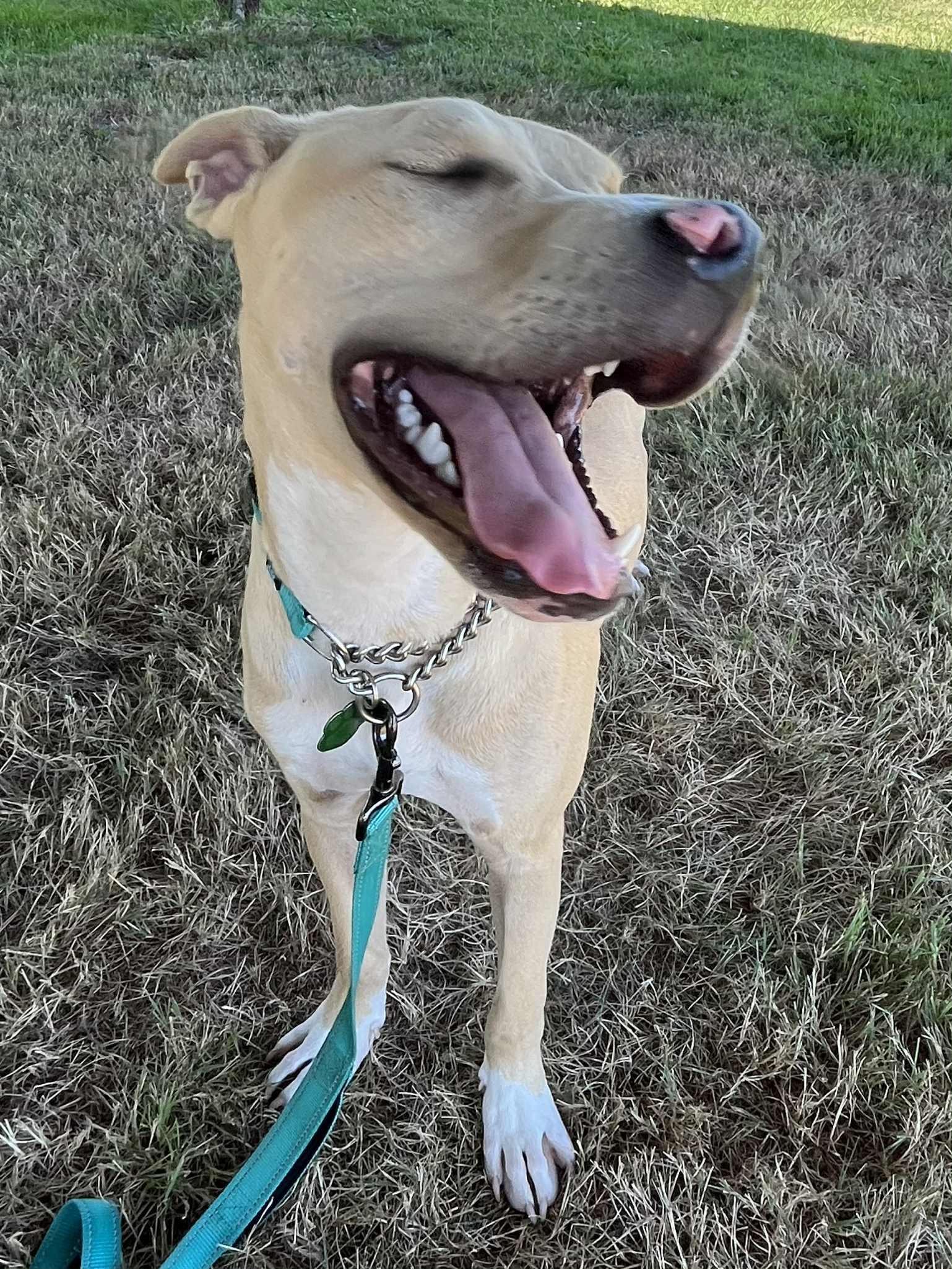 Atlas, Adoptable, Young Male Labrador Retriever & Hound.