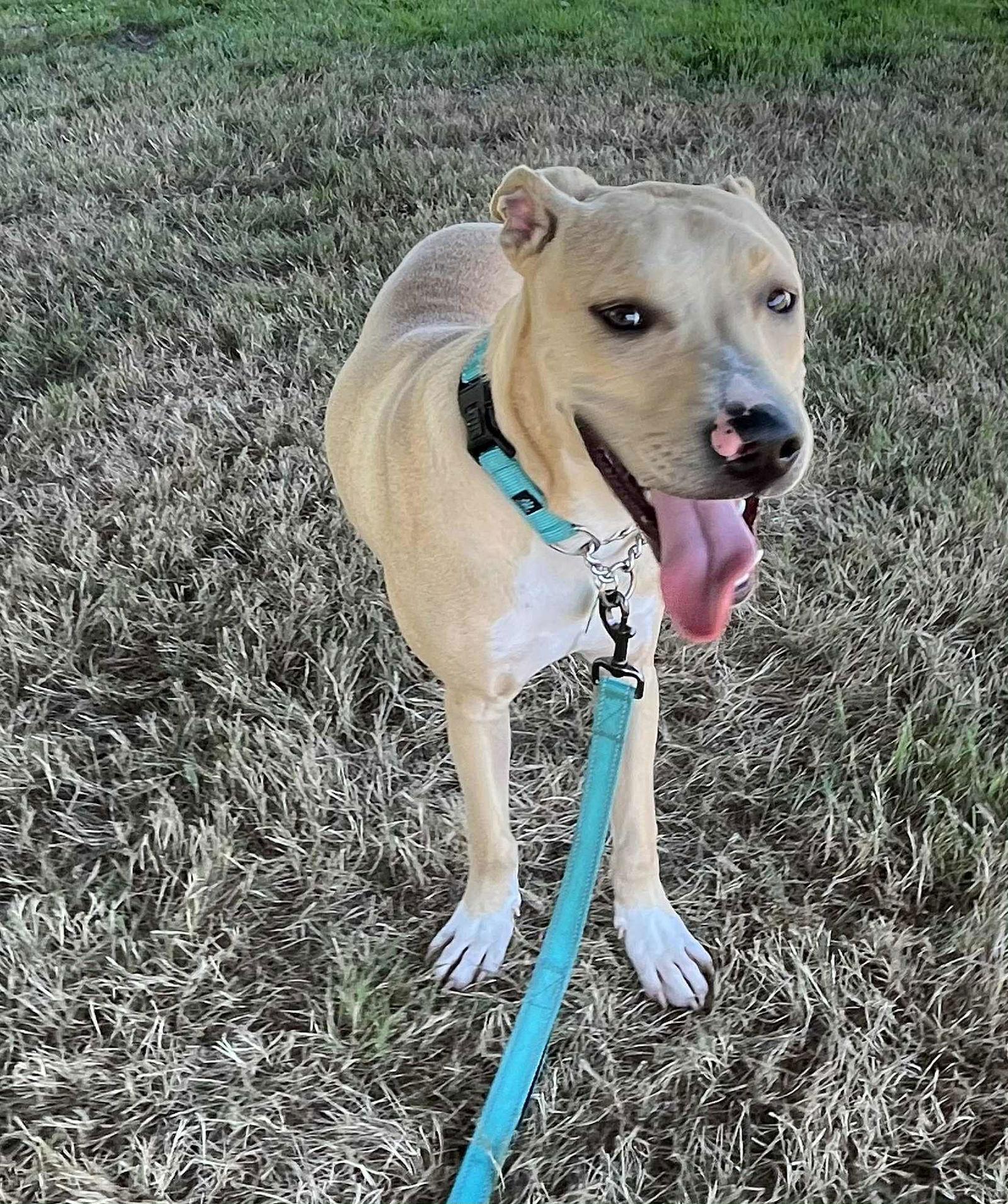 Atlas, a Adoptable mixed breed in Tonawanda, NY image 2/3