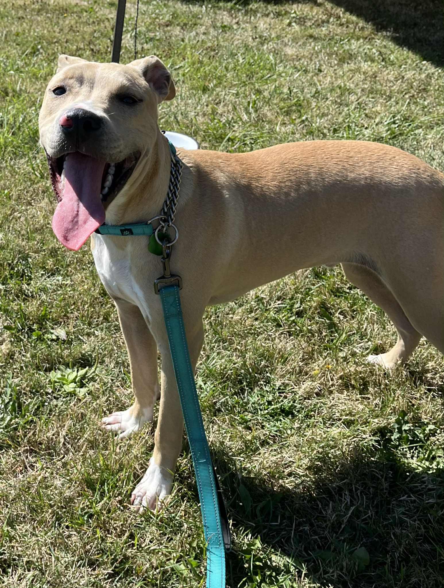 Atlas, a Adoptable mixed breed in Tonawanda, NY image 3/3