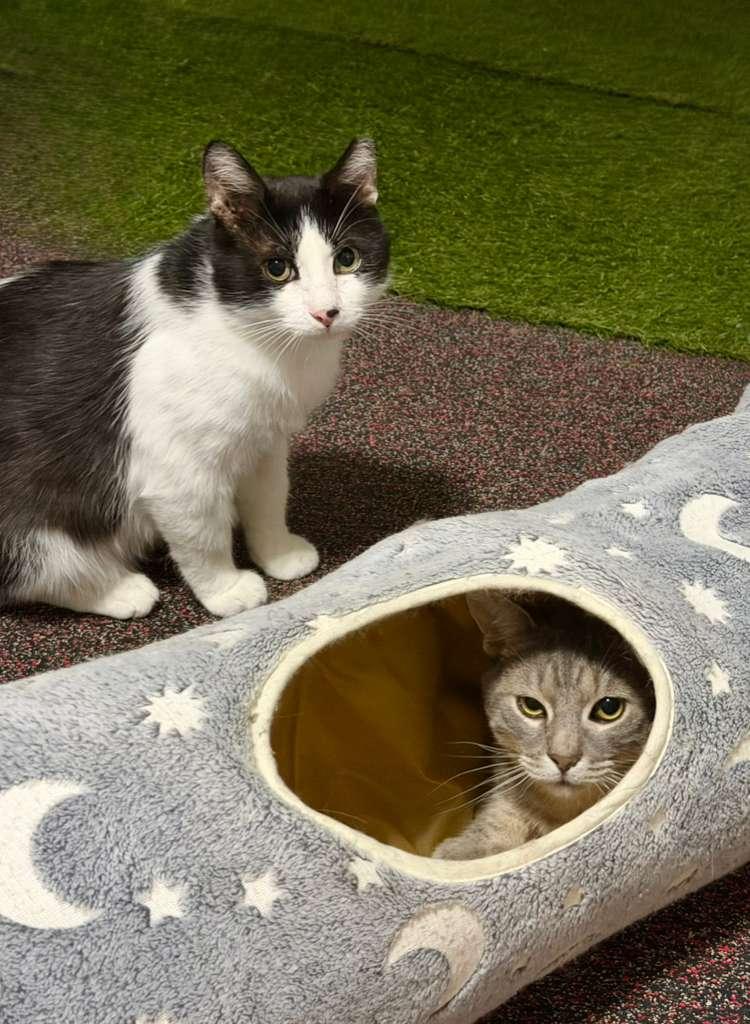 Apollo, a ADOPTABLE American Shorthair in North Bergen, NJ image 4/4