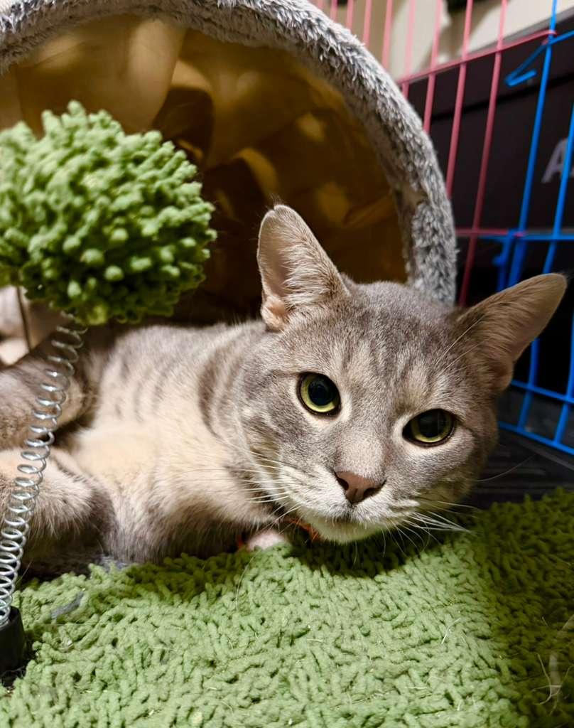 Apollo, ADOPTABLE, Young Male American Shorthair.