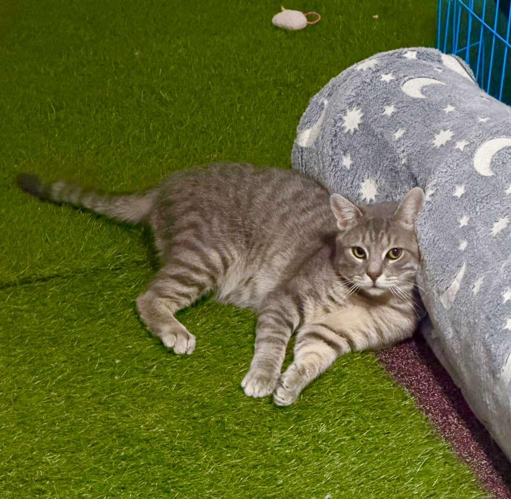 Apollo, a ADOPTABLE American Shorthair in North Bergen, NJ image 3/4