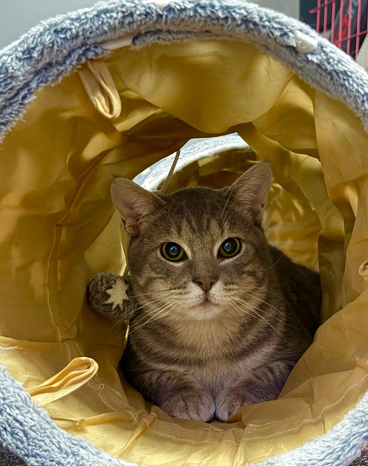 Apollo, a ADOPTABLE American Shorthair in North Bergen, NJ image 2/4