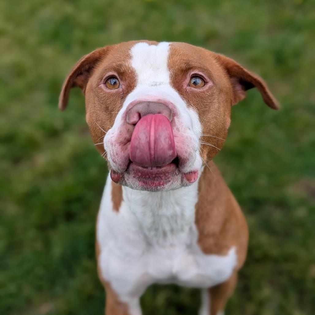 Obi, Adoptable, Adult Male Pit Bull Terrier.