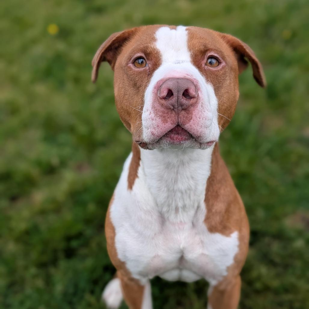 Obi, a Adoptable Pit Bull Terrier in Cedar Rapids, IA image 2/2
