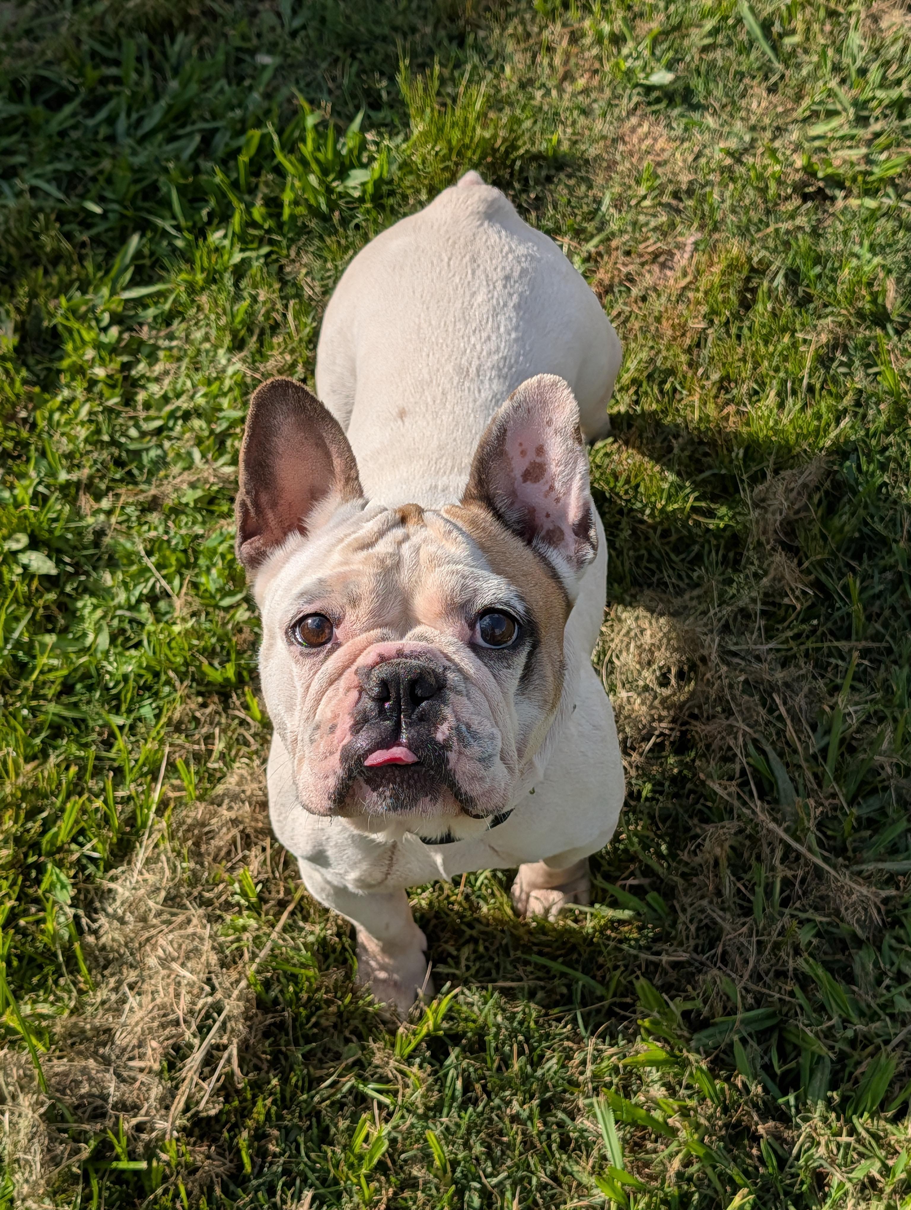 Enlarge Miss Piggy, a Adoptable French Bulldog in Baton Rouge, LA image 5/5