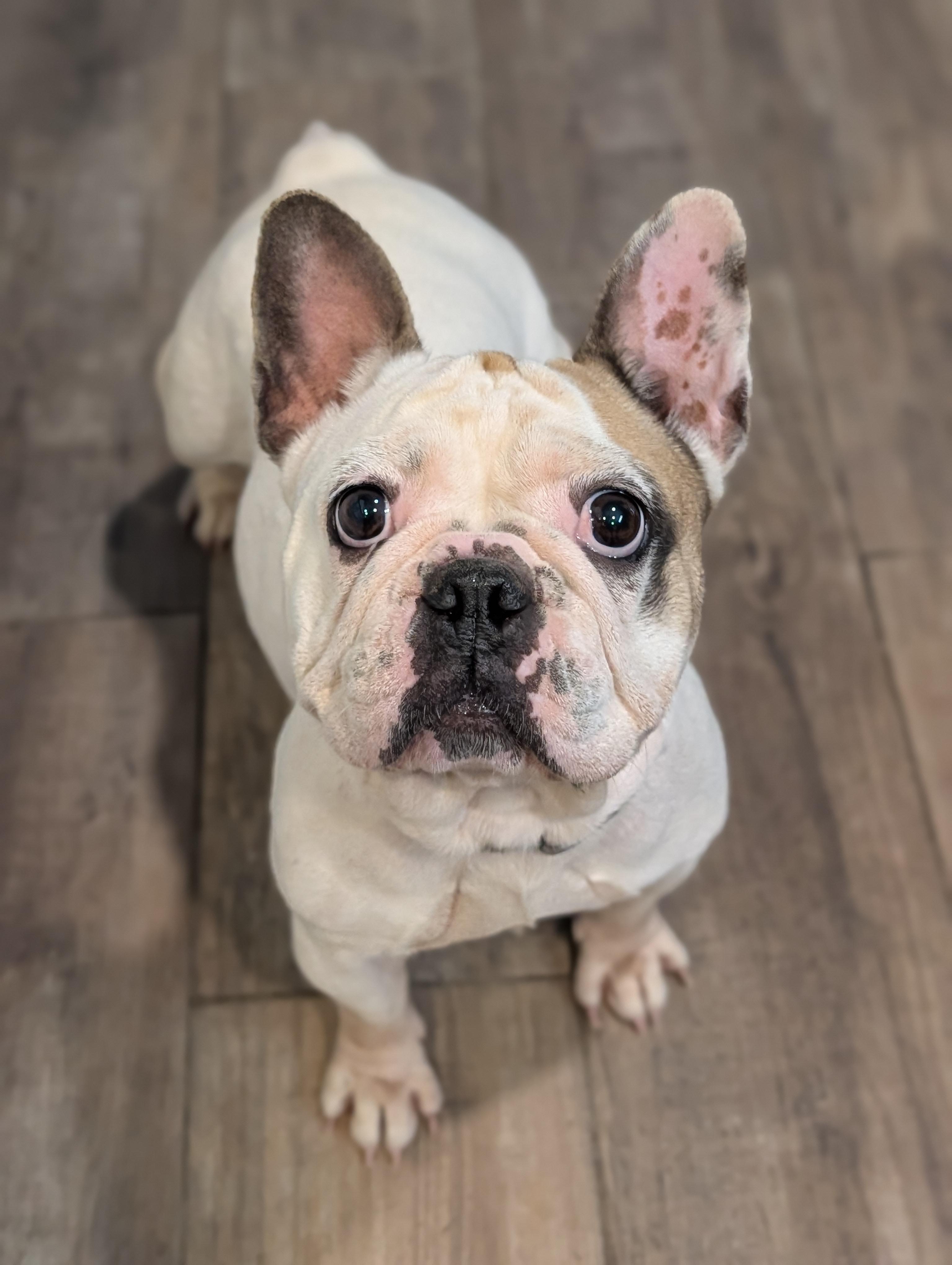 Enlarge Miss Piggy, a Adoptable French Bulldog in Baton Rouge, LA image 2/5