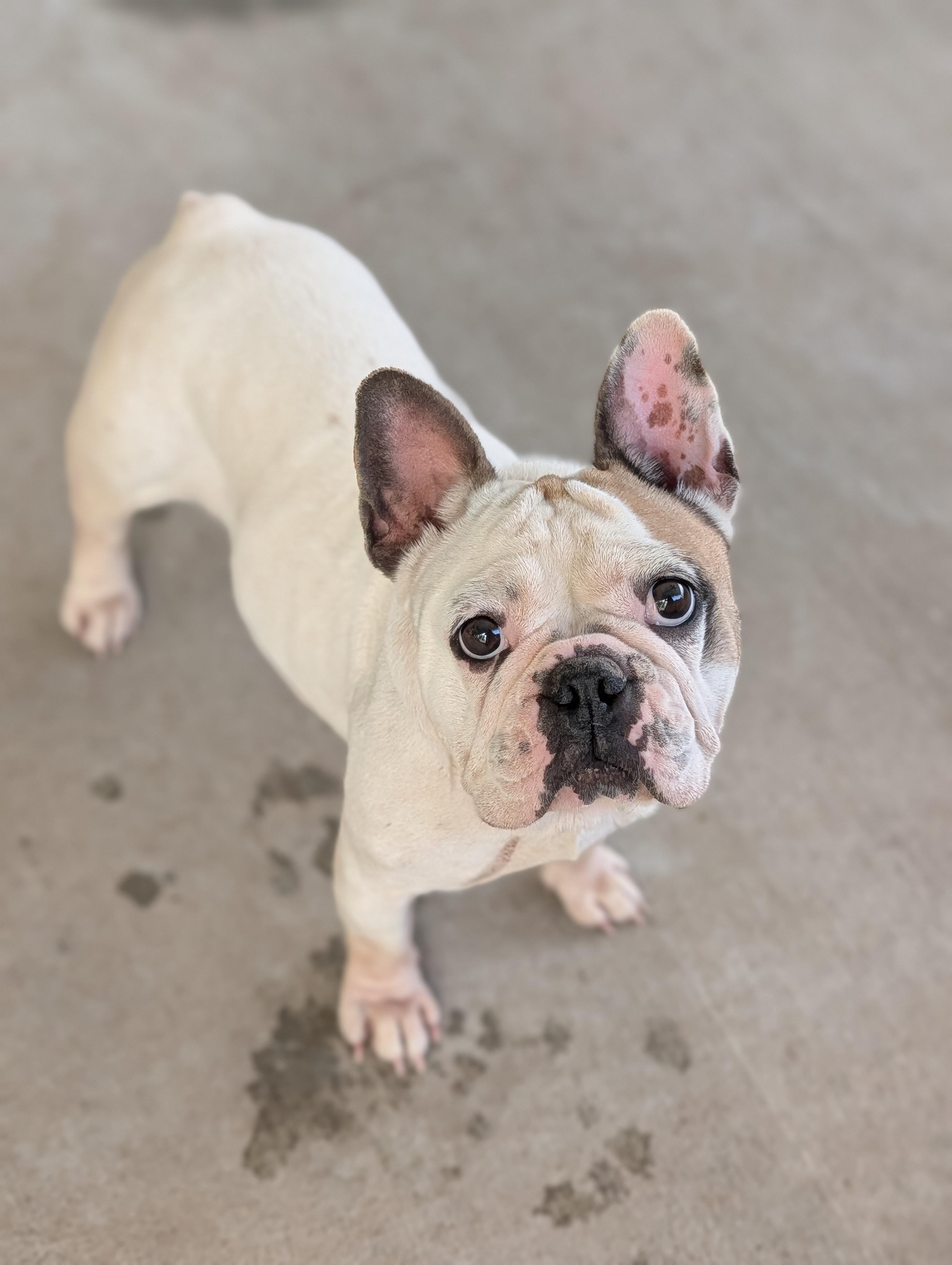 Enlarge Miss Piggy, a Adoptable French Bulldog in Baton Rouge, LA image 4/5