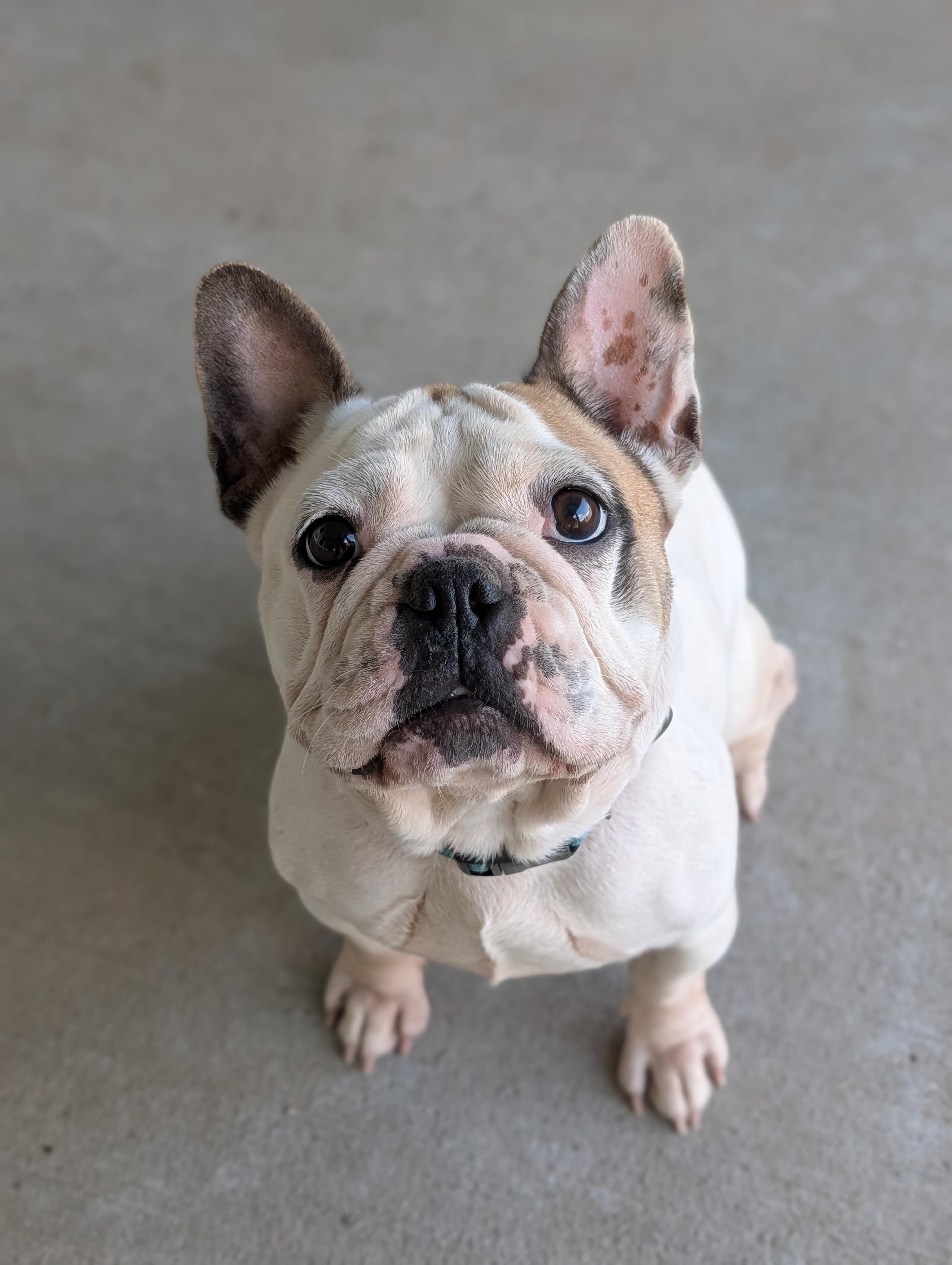 Enlarge Miss Piggy, a Adoptable French Bulldog in Baton Rouge, LA image 1/5