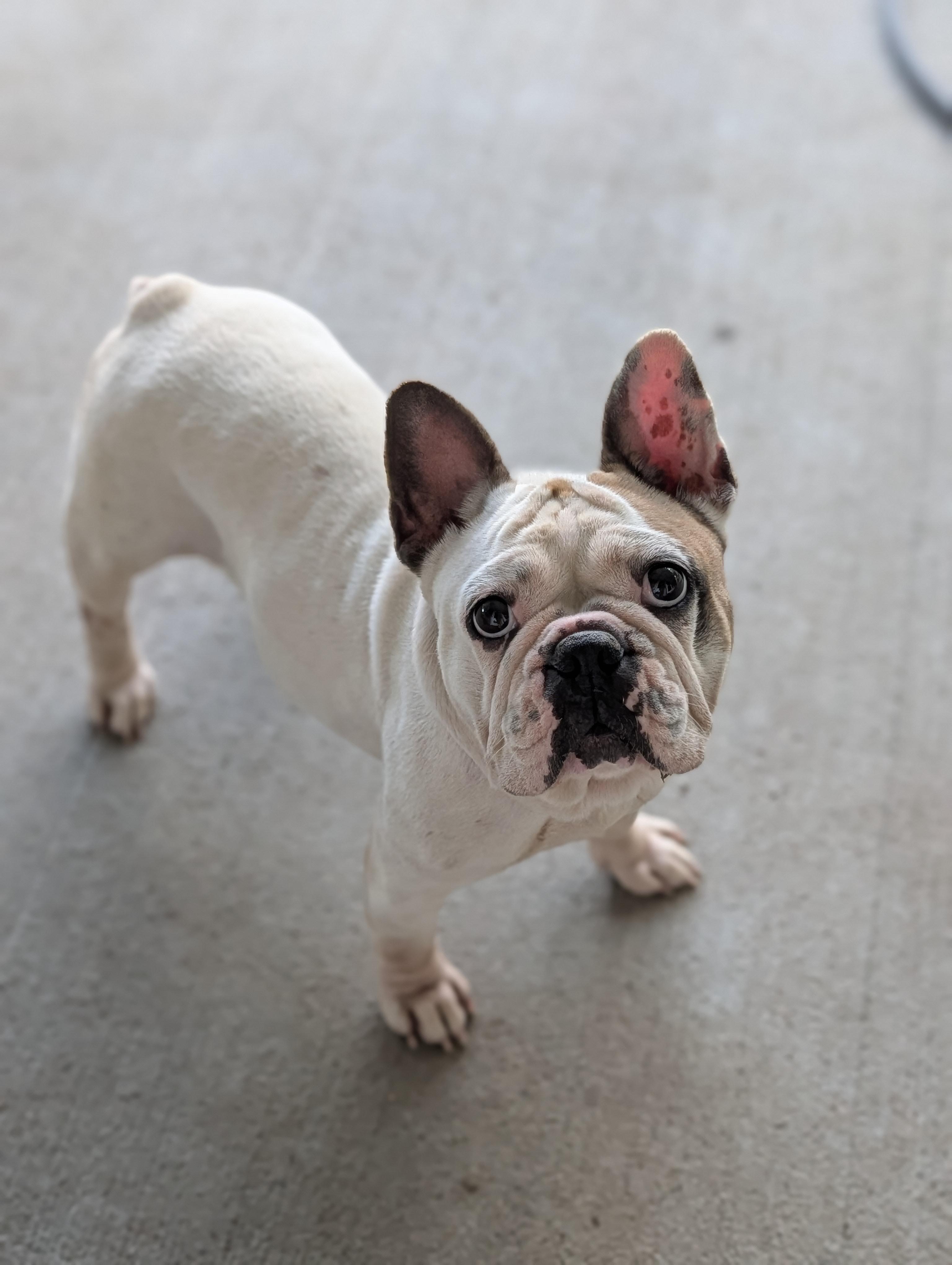 Enlarge Miss Piggy, a Adoptable French Bulldog in Baton Rouge, LA image 3/5