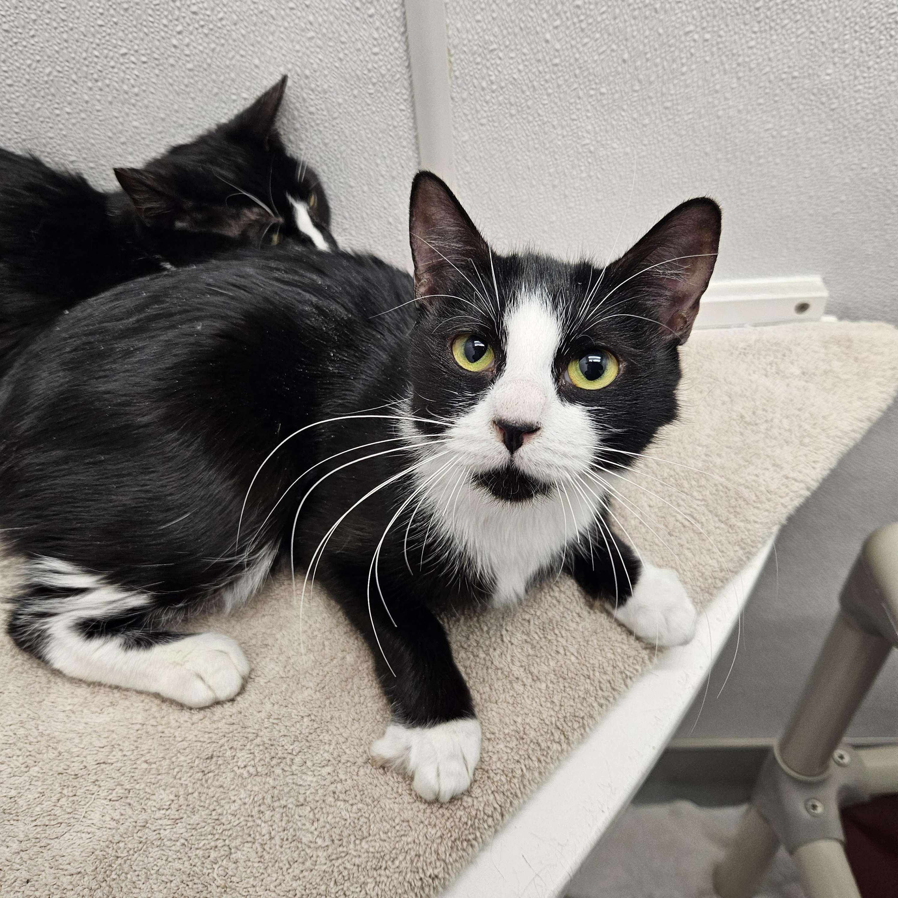 Enlarge Alora, a ADOPTABLE Domestic Short Hair in Medfield, MA image 3/4