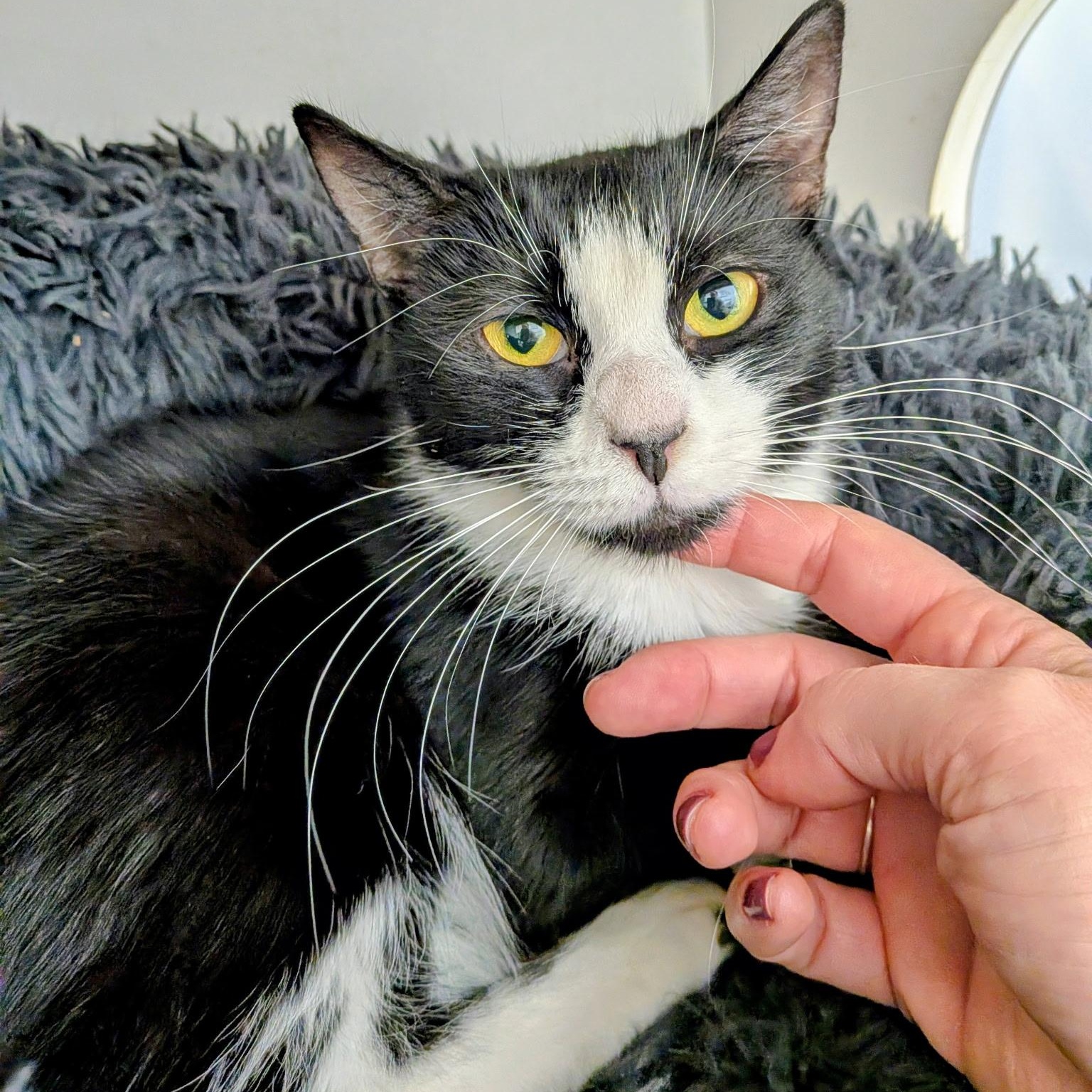 Enlarge Alora, a ADOPTABLE Domestic Short Hair in Medfield, MA image 1/4