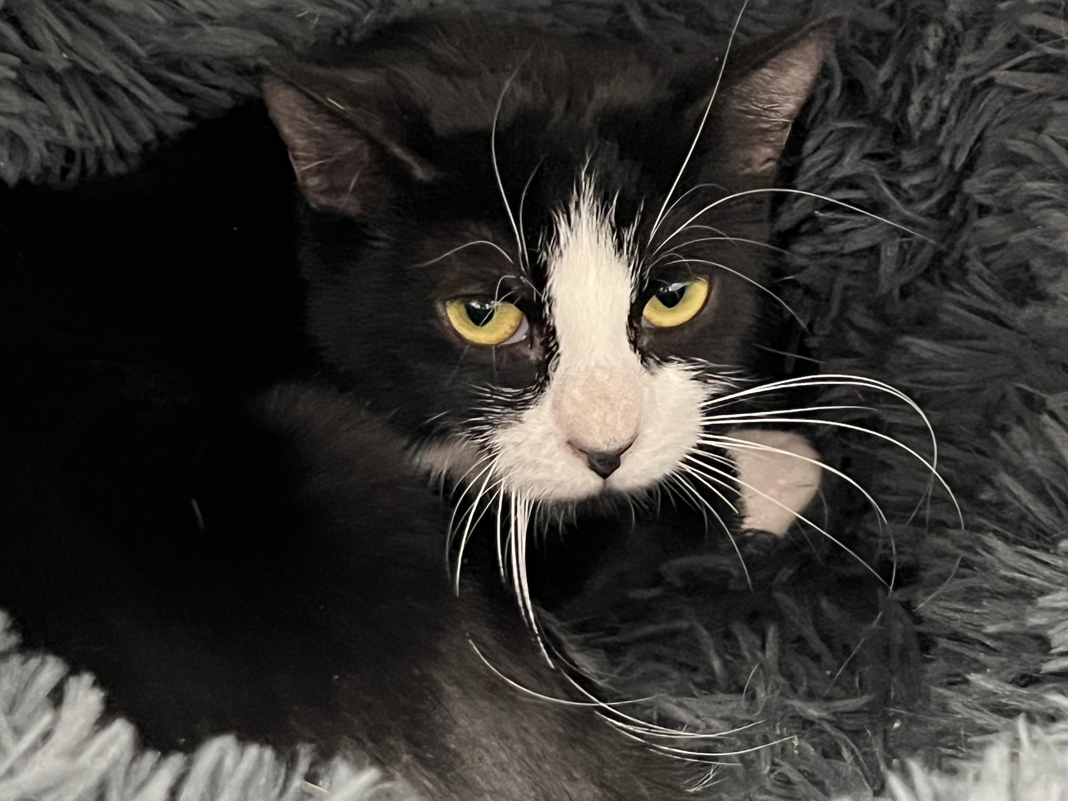 Enlarge Alora, a ADOPTABLE Domestic Short Hair in Medfield, MA image 4/4