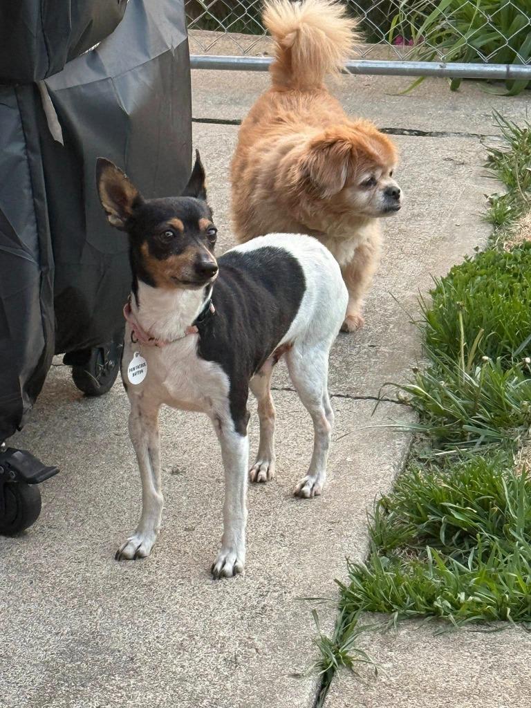 Squiggy, Adoptable, Senior Male Rat Terrier.