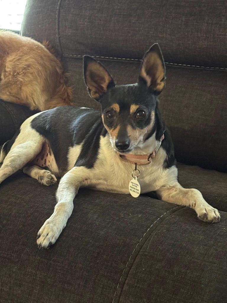 Squiggy, Adoptable, Senior Male Rat Terrier.