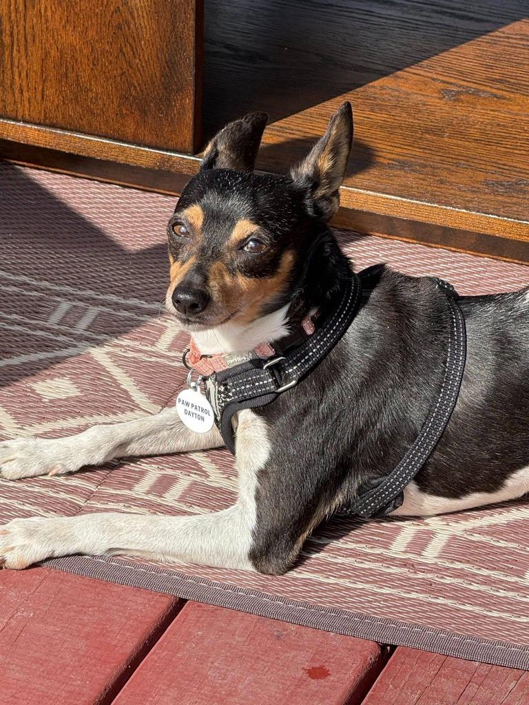 Enlarge Squiggy, a Adoptable mixed breed in Kettering, OH image 2/3