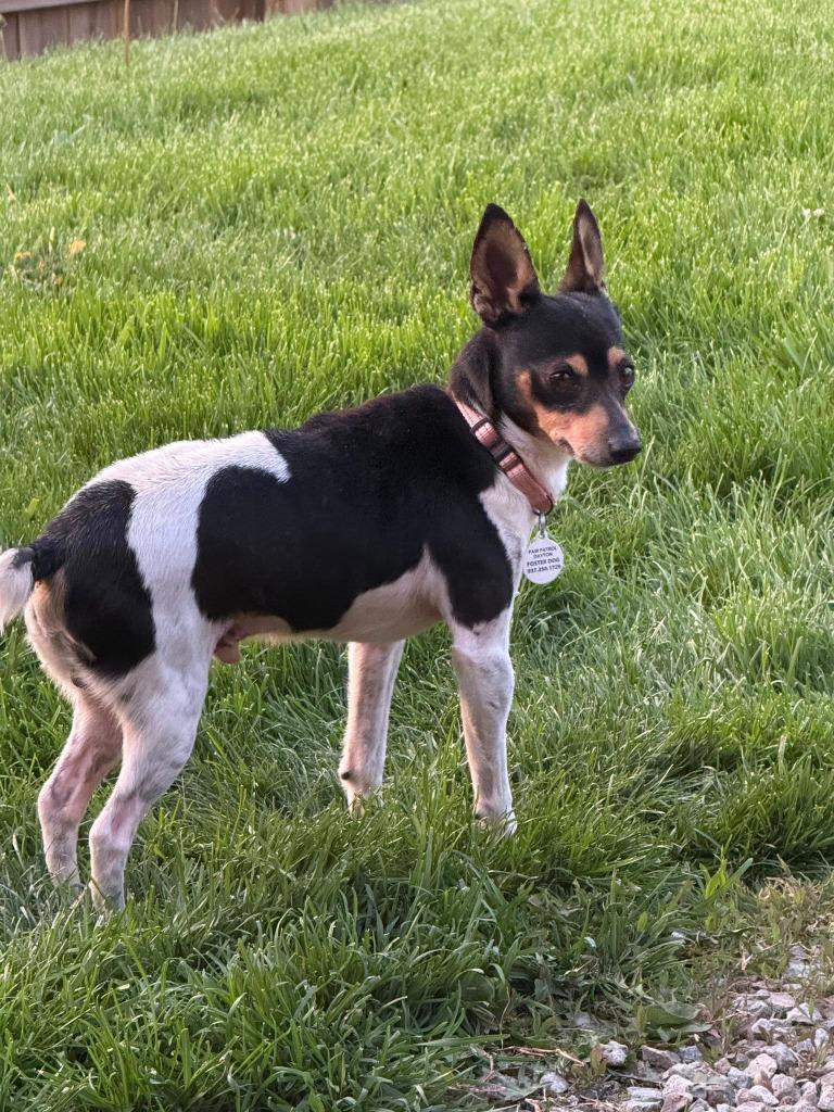 Enlarge Squiggy, a Adoptable mixed breed in Kettering, OH image 3/3