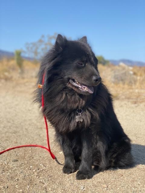smokey photo 3