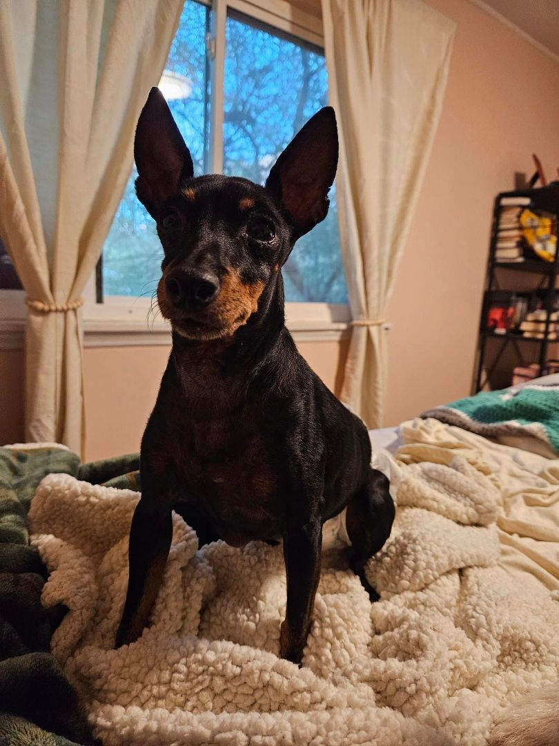 Maggie, a Adopted Toy Manchester Terrier in Charlotte, NC image 1/2