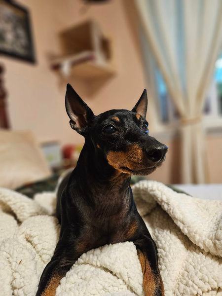 Maggie, a Adopted Toy Manchester Terrier in Charlotte, NC image 2/2