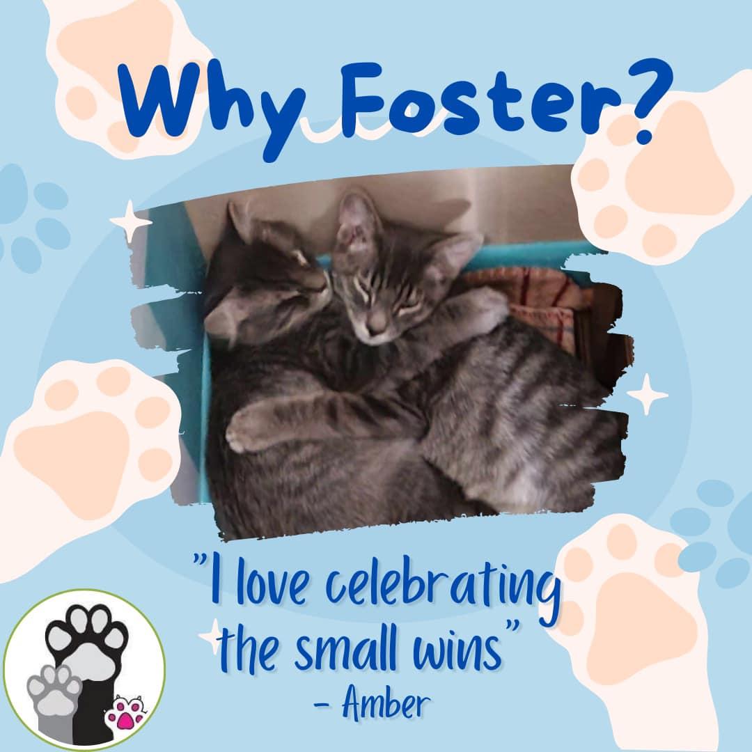 Cat Fosters Needed