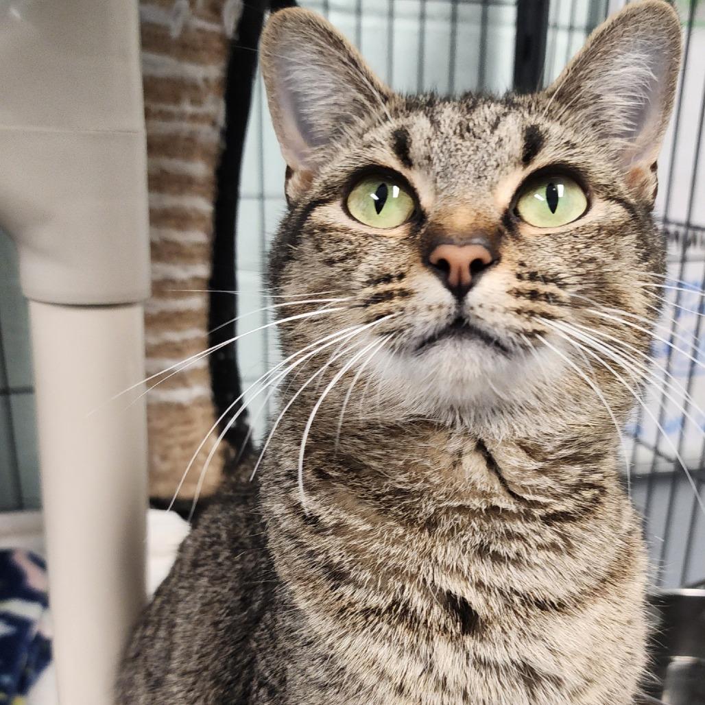 Justine, Adoptable, Adult Female Domestic Short Hair.