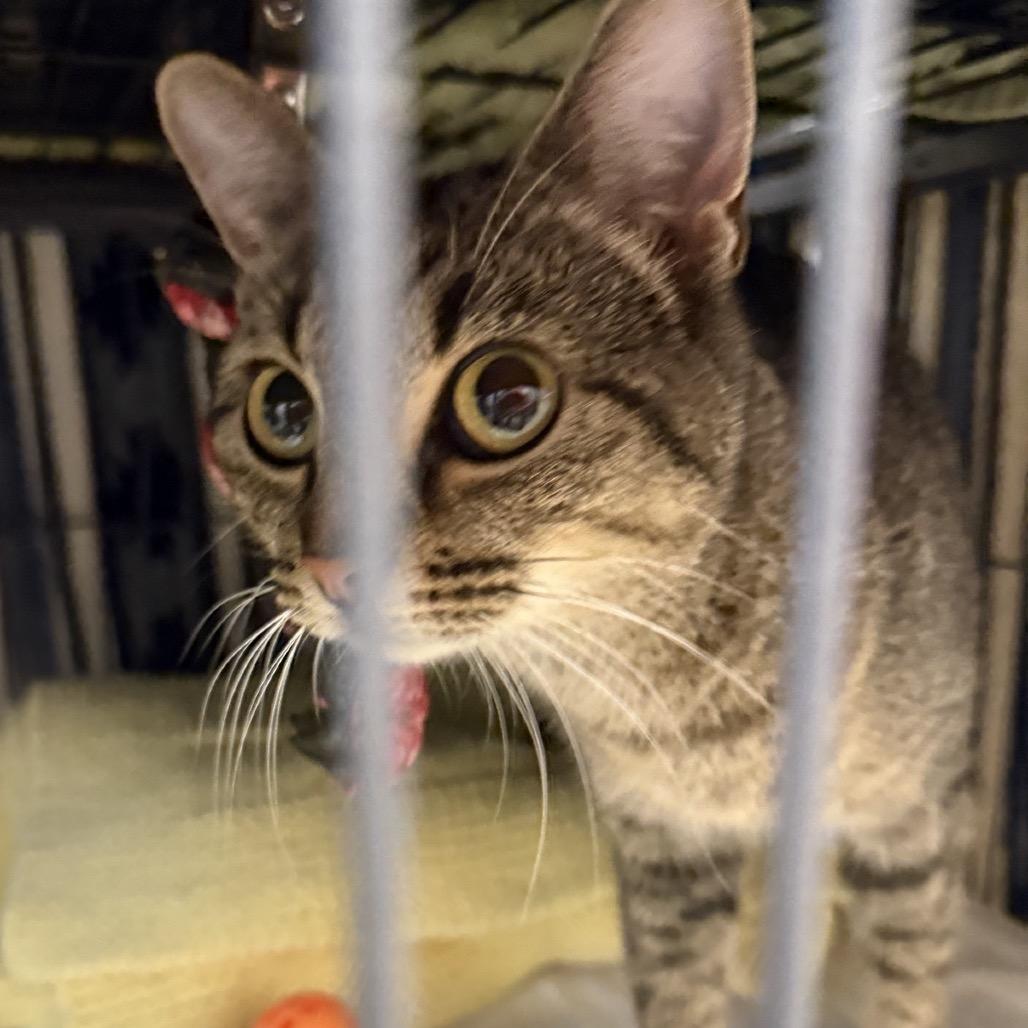 Enlarge Justine, a Adoptable Domestic Short Hair in Columbus, NC image 2/3