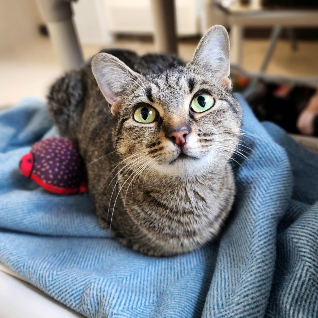 Enlarge Justine, a Adoptable Domestic Short Hair in Columbus, NC image 4/4